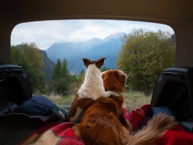 Kamperen met je hond - comfort